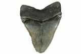 Serrated, Tan/Gray Fossil Megalodon Tooth - South Carolina #182971-1
